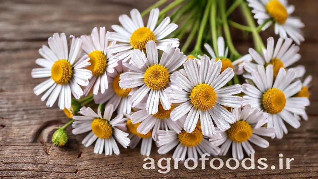 گل‌های بابونه شیرازی تازه برداشت شده