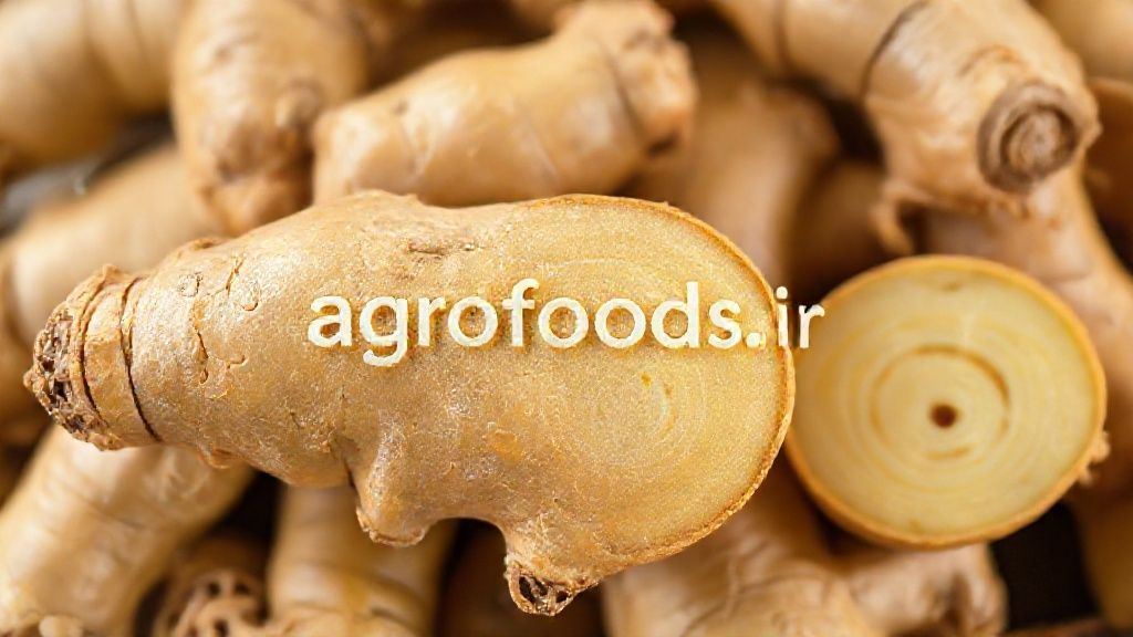 ریشه‌های زنجبیل چینی ممتاز و باکیفیت