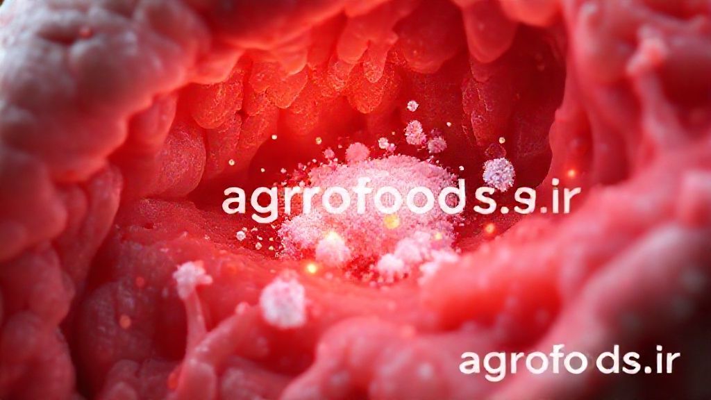 تصویر میکروسکوپی الیاف گوشت و مرغ با استابیلایزر