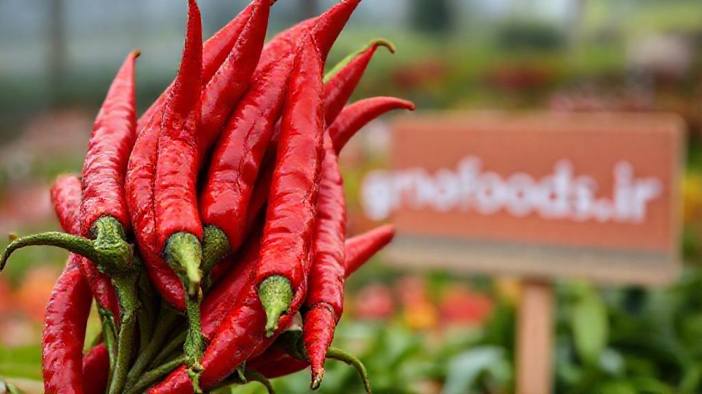 فلفل قلم تند تازه و با کیفیت تجاری