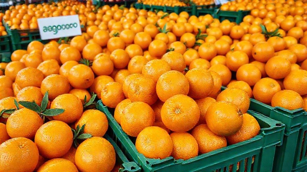 انبوه پرتقال تامسون تازه در بازار عمده فروشی